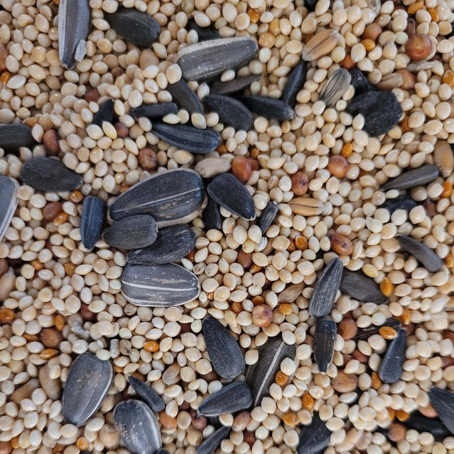 Oliger Seed Company – Our Popular Wild Bird Mixtures